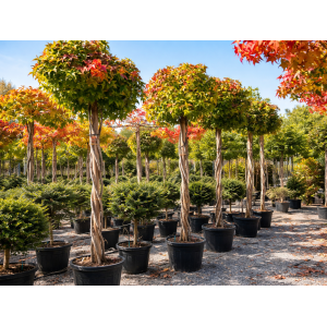 Ambrovník styraxový (Liquidambar styraciflua) ´GUMBALL´- výška 250-300 cm, kont.C55L - TVAROVANÝ TROJKMEŇ